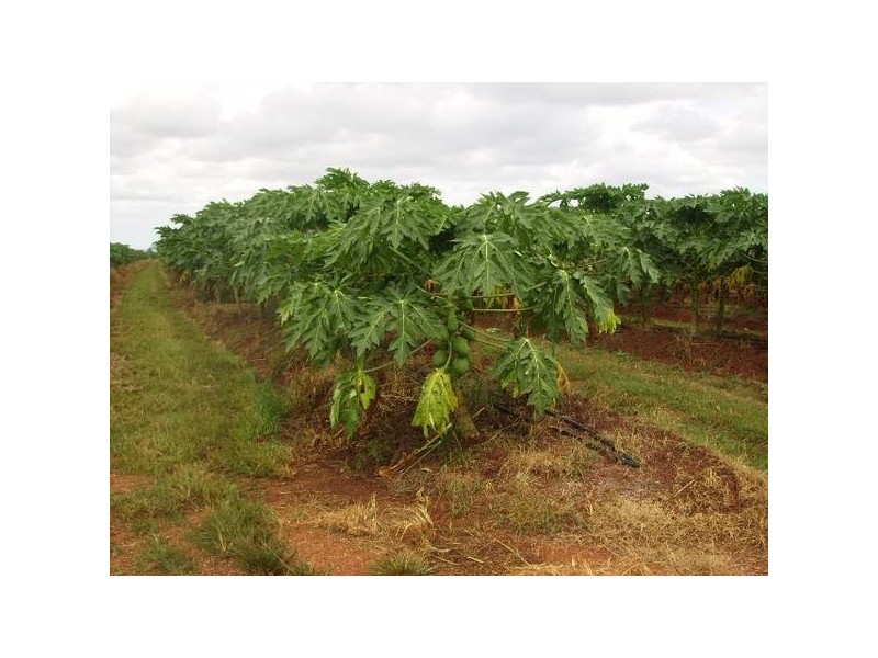 Mena Creek QLD 4871