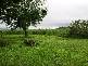 Mena Creek QLD 4871