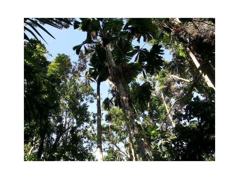 69 Greendale Court, Innisfail QLD 4860