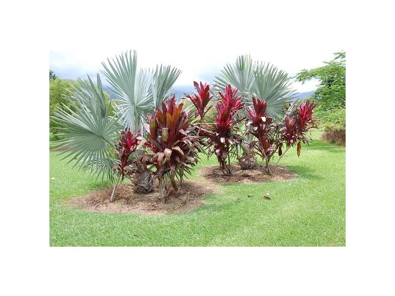 7 Mustafa Access Road, Innisfail QLD 4860