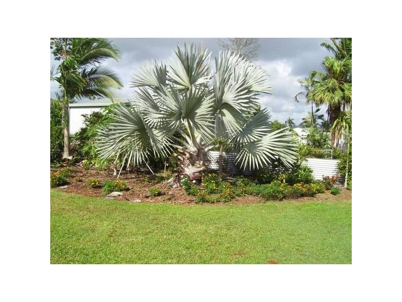 Innisfail QLD 4860