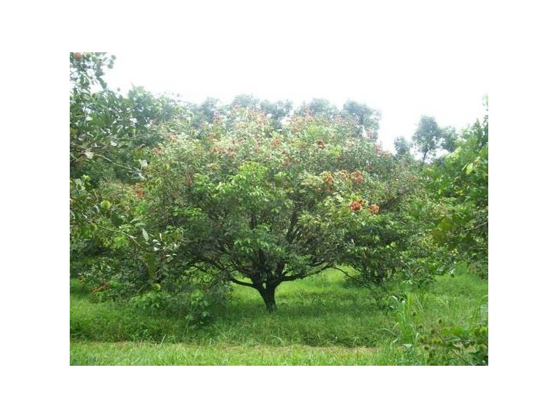 Babinda QLD 4861