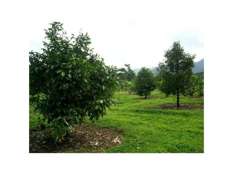 Babinda QLD 4861