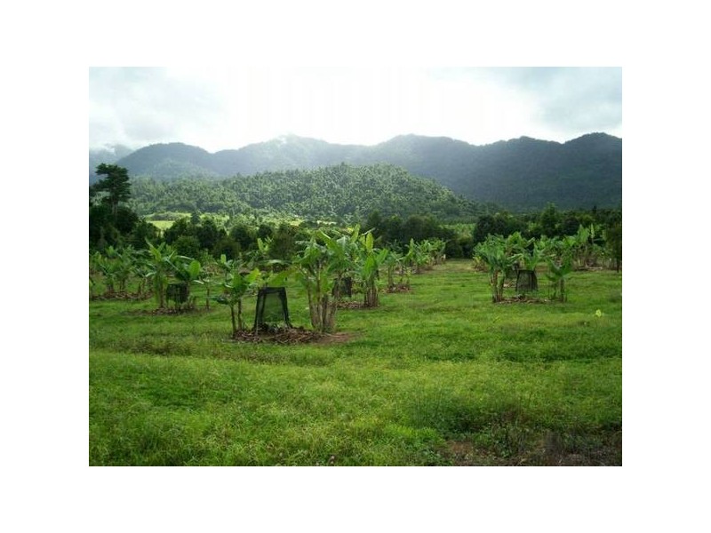 Babinda QLD 4861