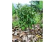 Babinda QLD 4861