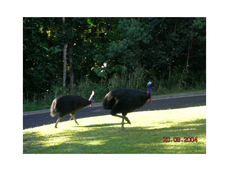 59 Greendale Court, Jubilee Heights QLD 4860