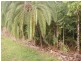 Innisfail QLD 4860