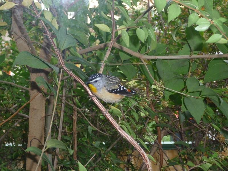 3/67 Yangoora Road, Lakemba NSW 2195