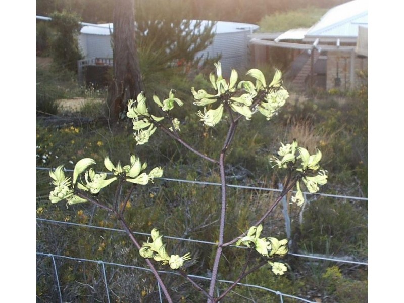 Lot 147, 332 Powderbark Road, Lower Chittering WA 6084