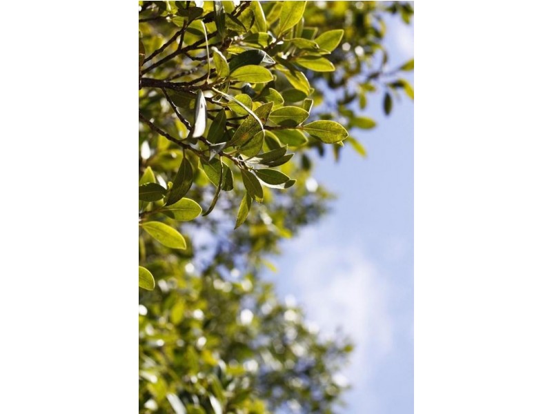 Lot 501, 2 Skeit Road, Darch WA 6065