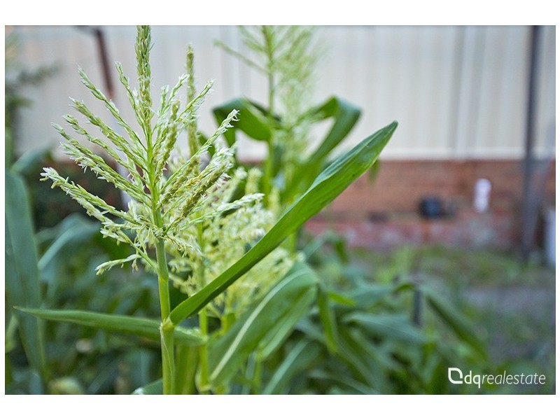 37 Sanderson Street, Embleton WA 6062