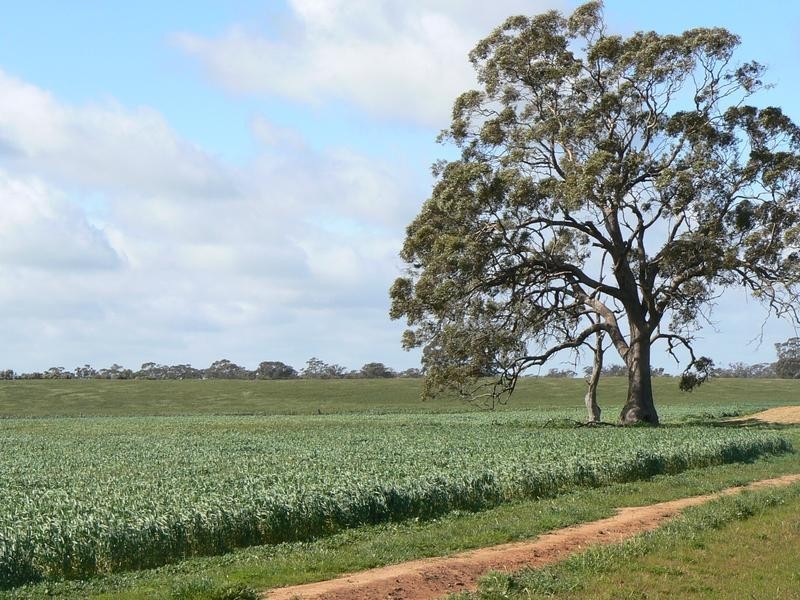 1 Caloola Road, Moama NSW 2731