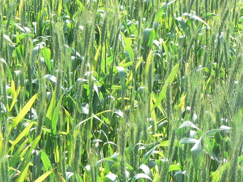 1 Caloola Road, Moama NSW 2731