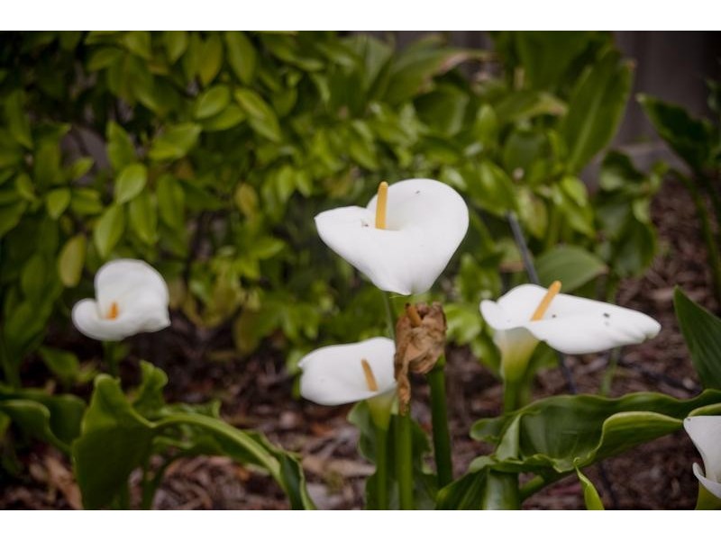 69 Mitchell Street, Echuca VIC 3564