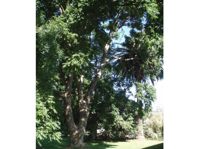 50 Moama Street, Mathoura NSW 2710