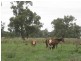 593 Wharparilla Road, Echuca VIC 3564
