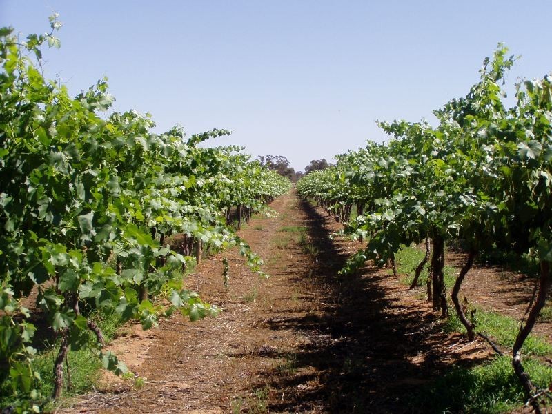 63 Clifton Street, Mathoura NSW 2710