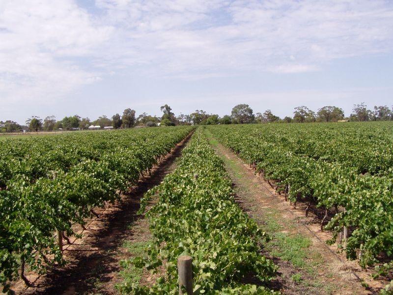 63 Clifton Street, Mathoura NSW 2710