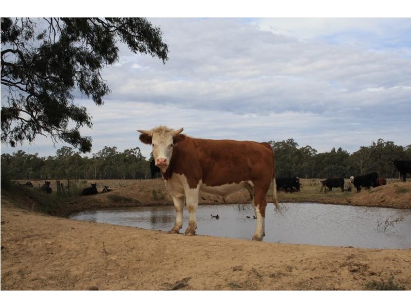 01 Old Barrmah Road, Moama NSW 2731