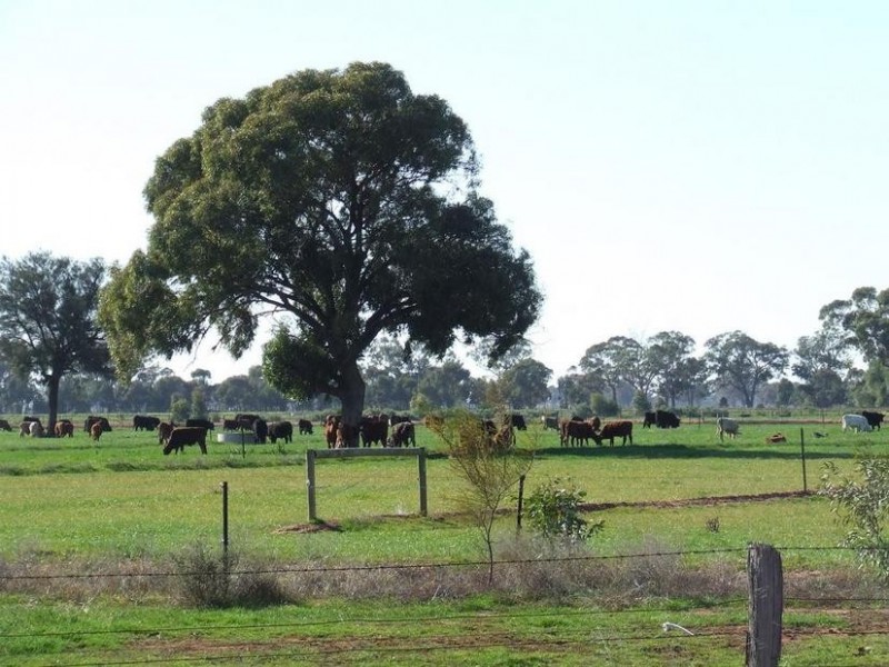 1 Caloola Road, Moama NSW 2731