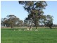 1 Caloola Road, Moama NSW 2731