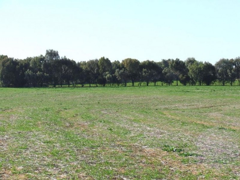 1 Caloola Road, Moama NSW 2731