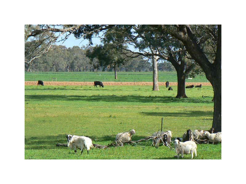 1 Caloola Road Moama, Moama NSW 2731