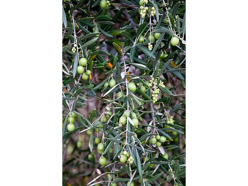 17 Charters Drive, Moama NSW 2731