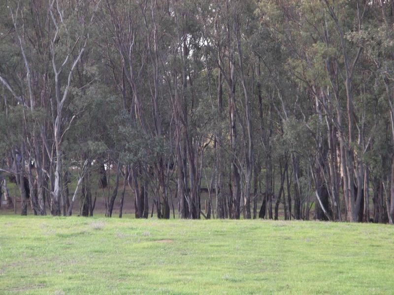 00 via Pianta Road, Echuca VIC 3564