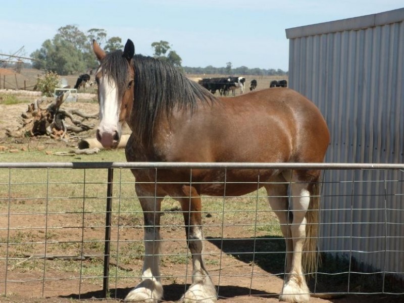 650 Carroll Road, Echuca VIC 3564