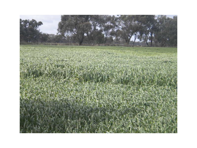 00 Matthews Road, Gunbower VIC 3566