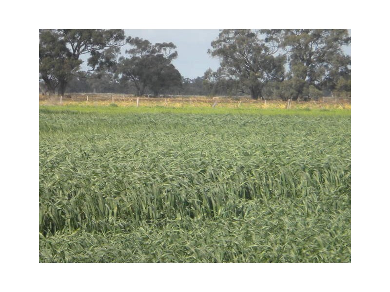 00 Matthews Road, Gunbower VIC 3566