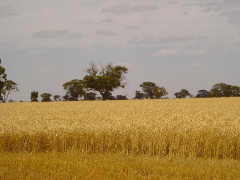 170 Thyra Road, Moama NSW 2731