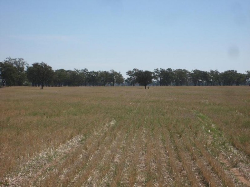 1 Cnr McKindlay Lane & Perricoota Road, Moama NSW 2731