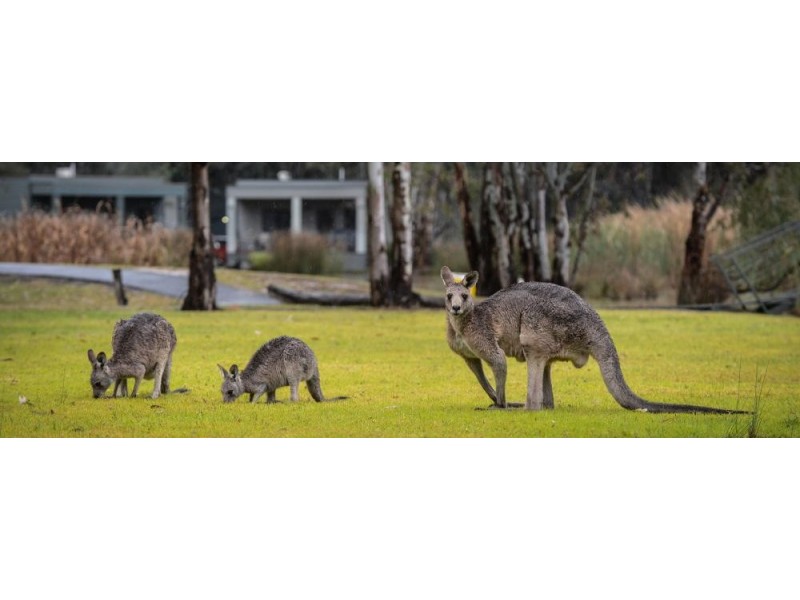 Villa 47/69 Dungala Way, Moama On Murray Resort, Moama NSW 2731