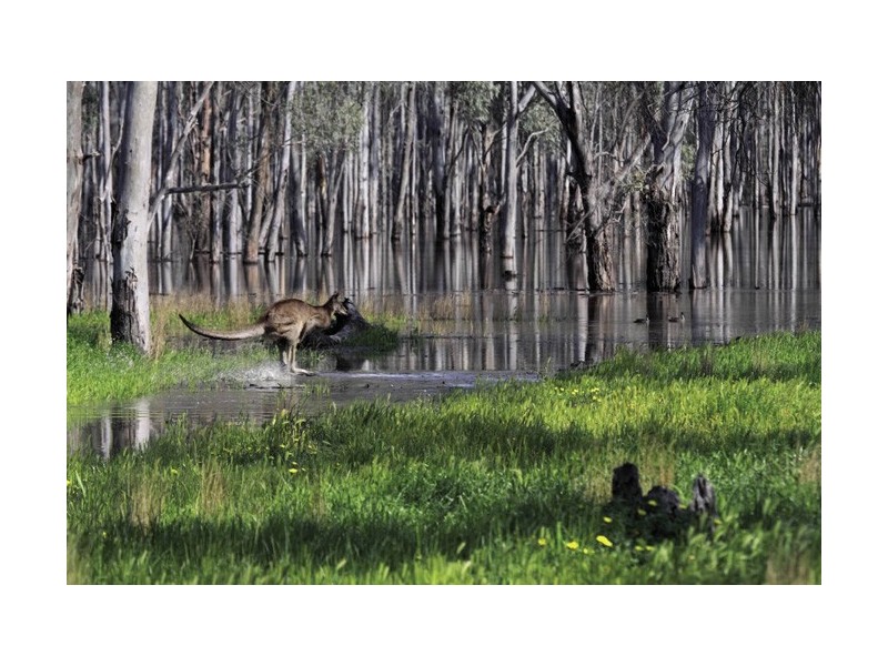 452 Moira Lakes Road, Barmah VIC 3639