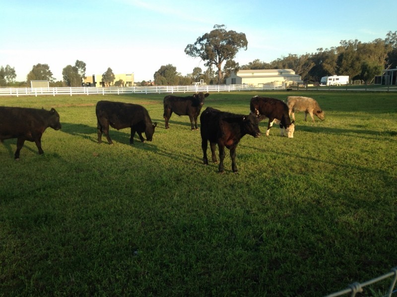 1197 Perricoota Road, Moama NSW 2731