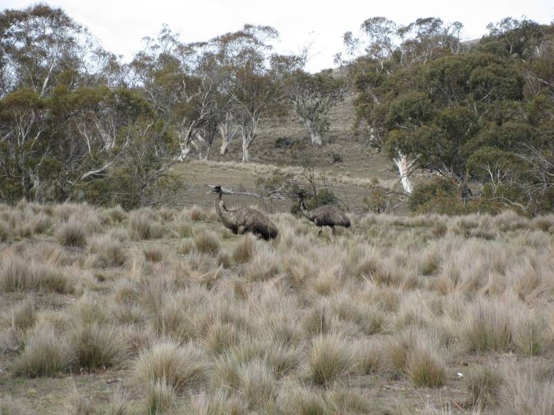 Lot 2 Snowy River Way, Jindabyne NSW 2627