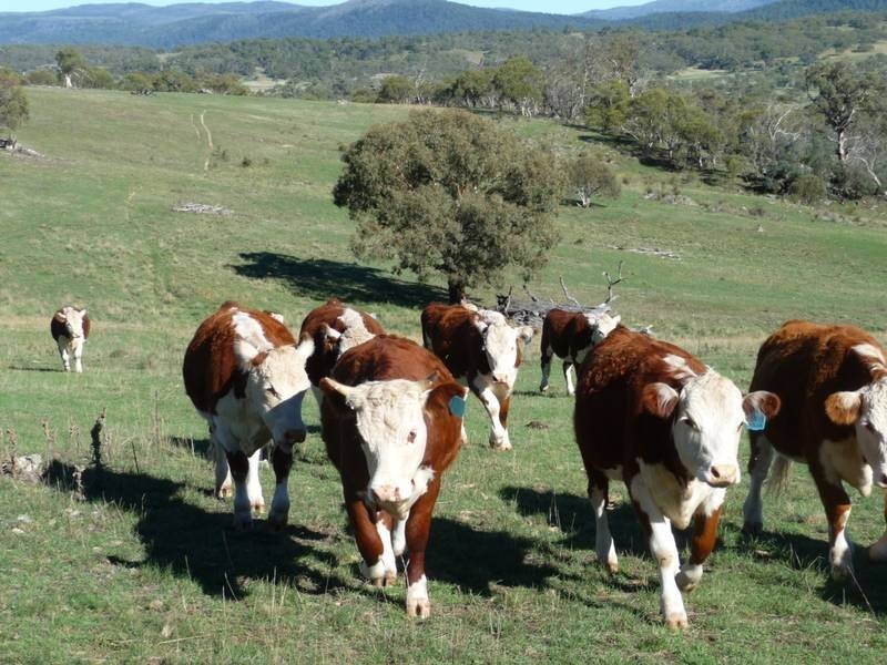 Lot Lot 63,64, West Lyn Road, Jindabyne NSW 2627