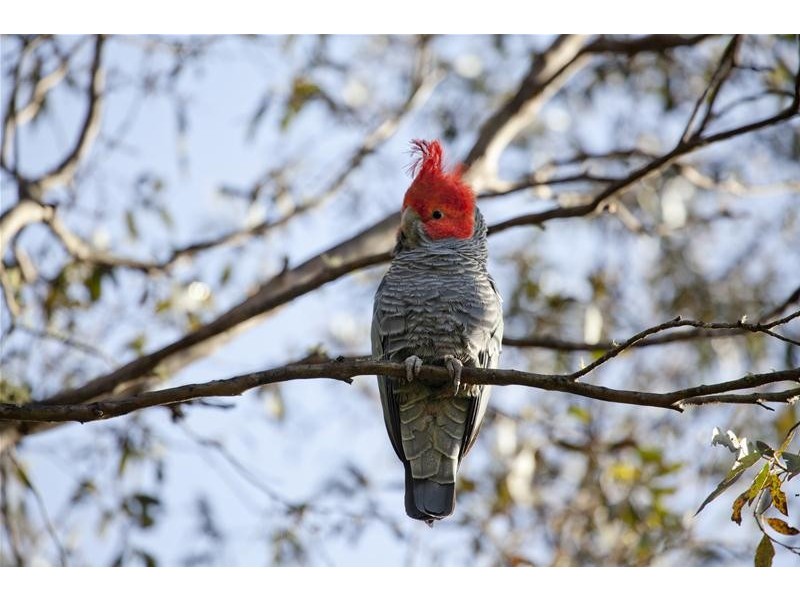 820 Big Yard Road, Jindabyne NSW 2627