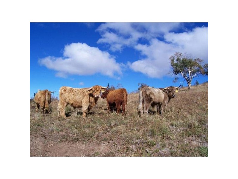 1294 Gullies Road, Jindabyne NSW 2627