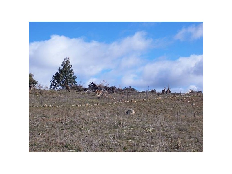 Willis Court, High Country Estate, Jindabyne NSW 2627