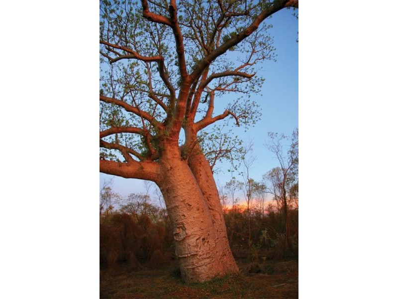 Weero road, Kununurra WA 6743