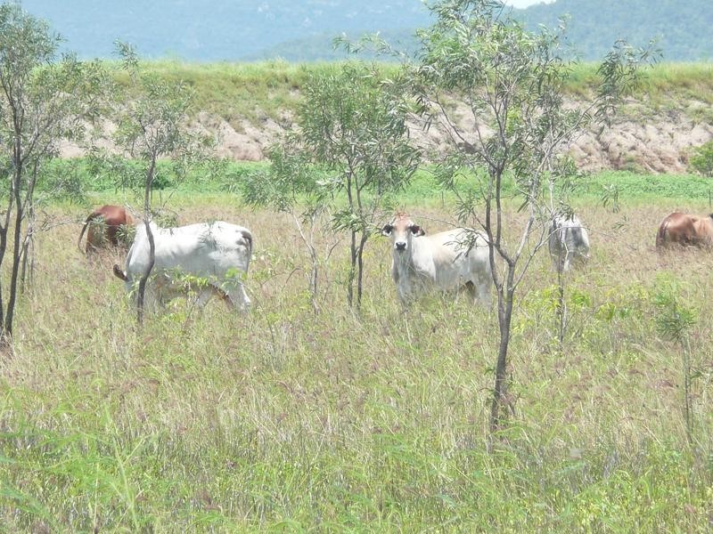 Lot 6 Hermans Road, Bowen QLD 4805