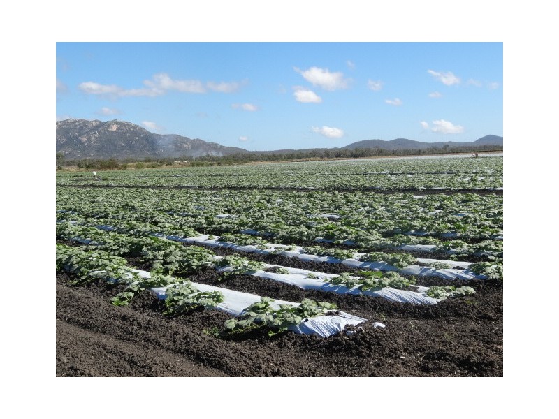 Lot 118 Balaams Road, Bowen QLD 4805