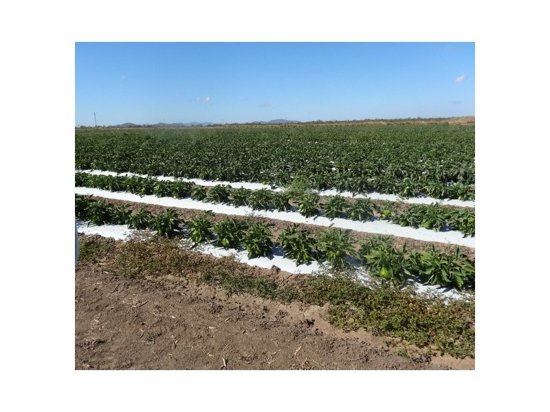 Lot 118 Balaams Road, Bowen QLD 4805