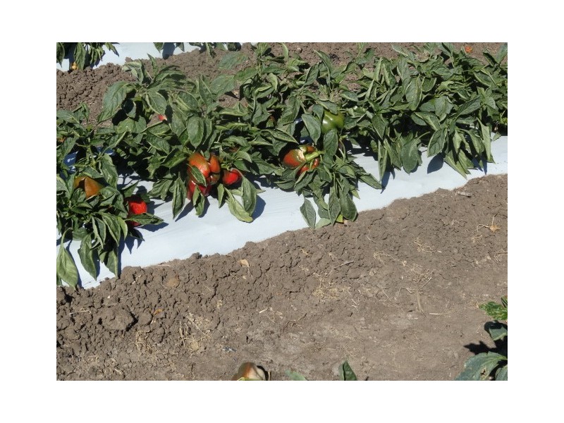 Lot 118 Balaams Road, Bowen QLD 4805