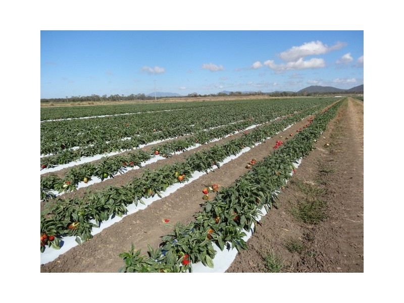 Lot 118 Balaams Road, Bowen QLD 4805