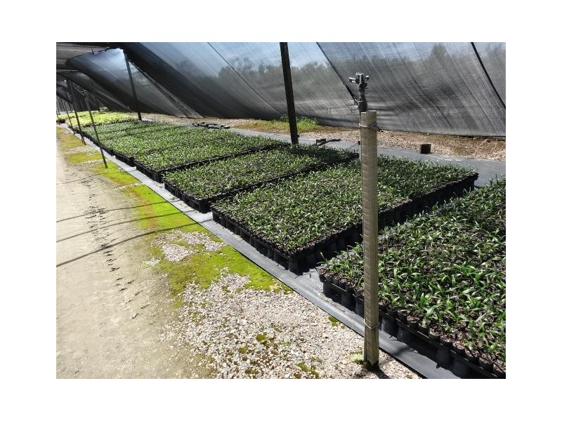 427 West Euri Road, Bowen QLD 4805