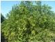 173 Inveroona Road, Bowen QLD 4805